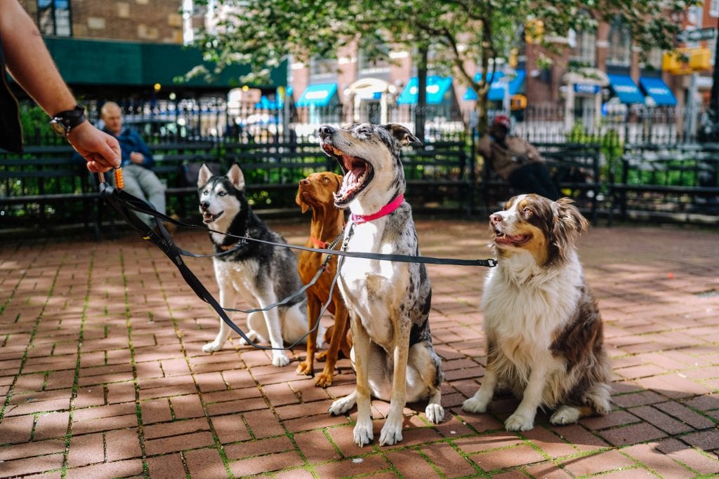 Uber of Dogwalking - Dogs